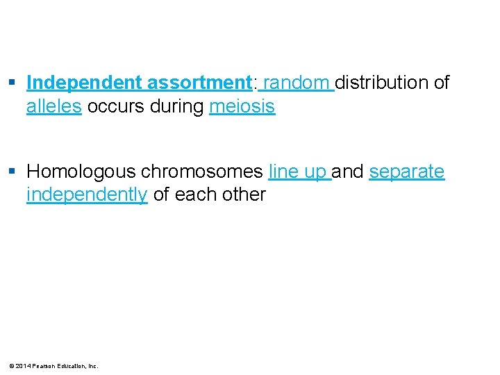 § Independent assortment: random distribution of alleles occurs during meiosis § Homologous chromosomes line