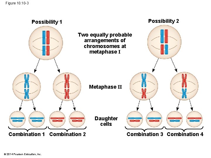 Figure 10. 10 -3 Possibility 2 Possibility 1 Two equally probable arrangements of chromosomes