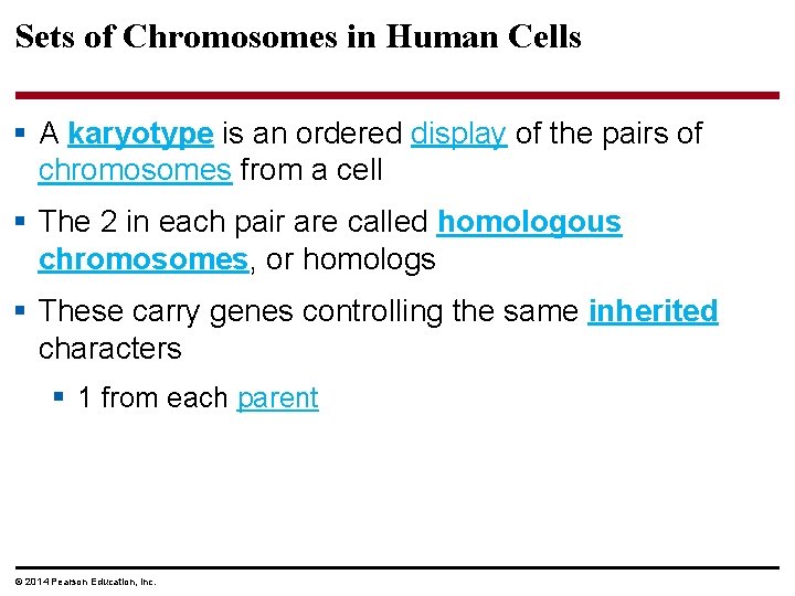 Sets of Chromosomes in Human Cells § A karyotype is an ordered display of