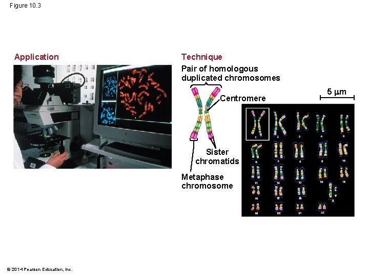 Figure 10. 3 Application Technique Pair of homologous duplicated chromosomes Centromere Sister chromatids Metaphase