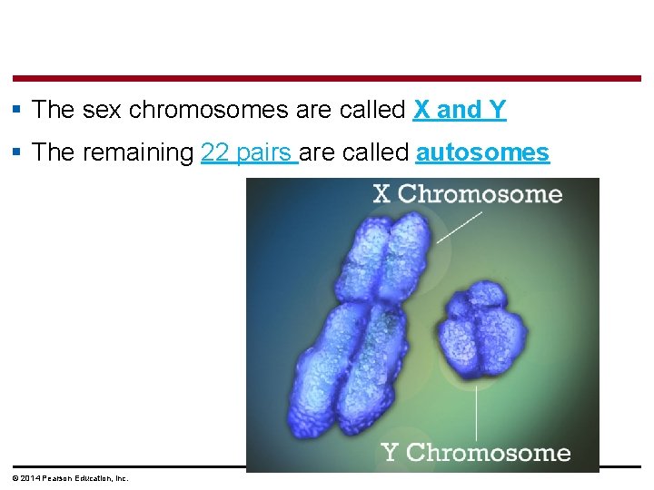 § The sex chromosomes are called X and Y § The remaining 22 pairs