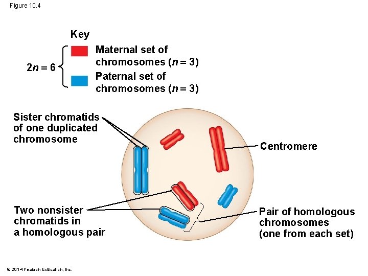 Figure 10. 4 Key 2 n 6 Maternal set of chromosomes (n 3) Paternal