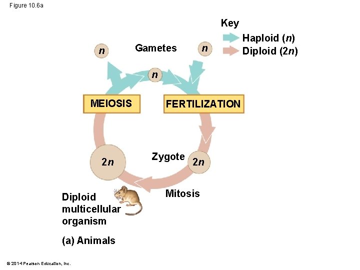 Figure 10. 6 a Key n Gametes n n MEIOSIS 2 n Diploid multicellular