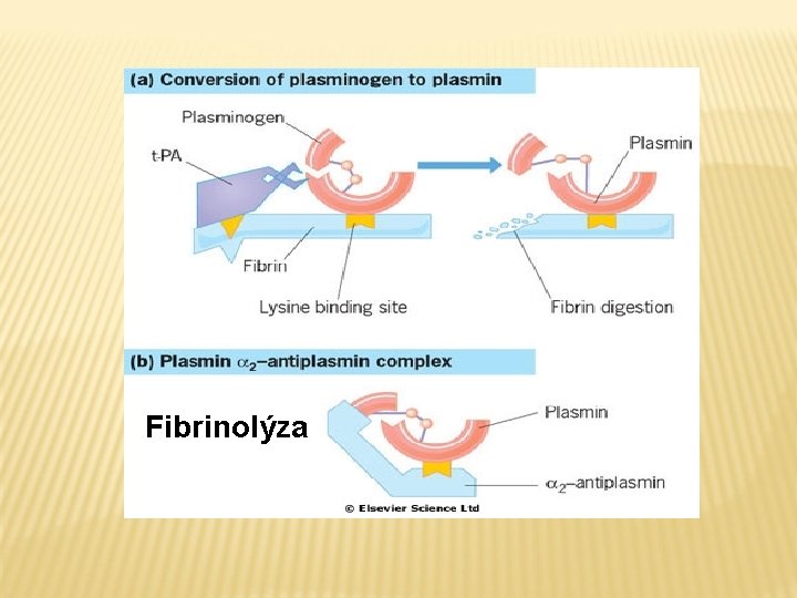  Fibrinolýza 