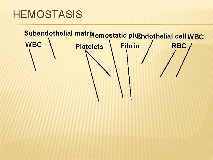 HEMOSTASIS Subendothelial matrix Hemostatic plug Endothelial cell WBC Platelets Fibrin RBC WBC 