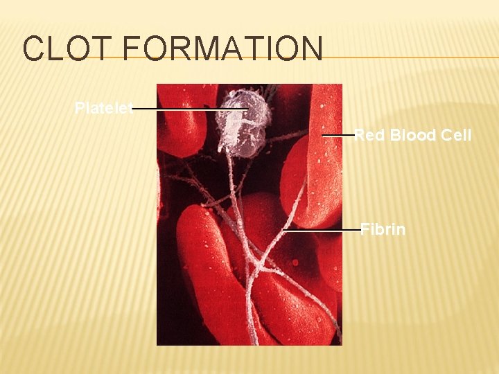 CLOT FORMATION Platelet Red Blood Cell Fibrin 