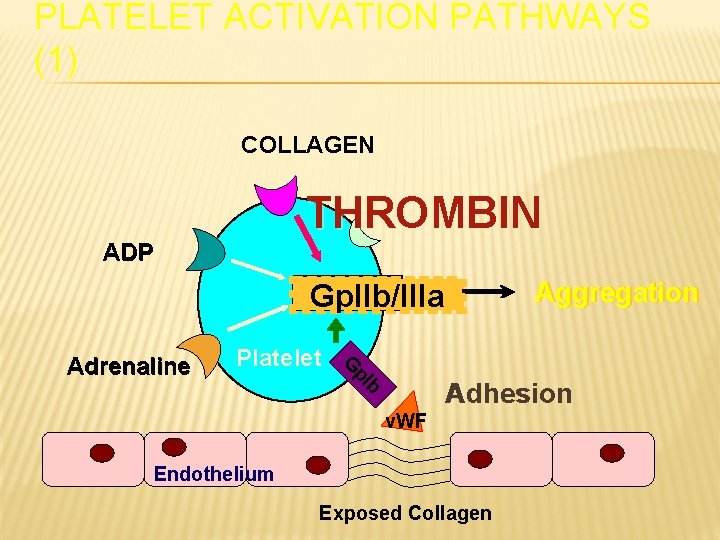PLATELET ACTIVATION PATHWAYS (1) COLLAGEN THROMBIN ADP Aggregation Gp. IIb/IIIa Platelet G p. I