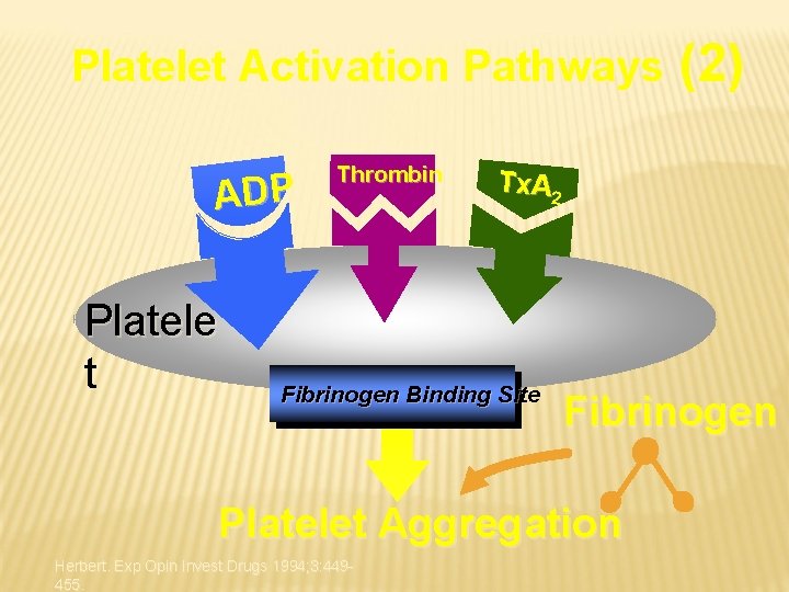 Platelet Activation Pathways ADP Platele t Thrombin Tx. A 2 Fibrinogen Binding Site Fibrinogen