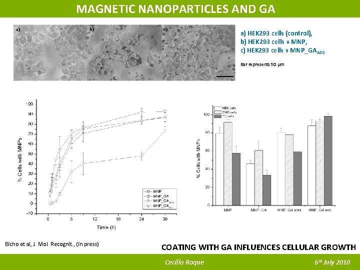 MAGNETIC NANOPARTICLES AND GA a) HEK 293 cells (control), b) HEK 293 cells +