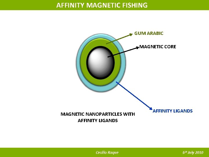 AFFINITY MAGNETIC FISHING GUM ARABIC MAGNETIC CORE MAGNETIC NANOPARTICLES WITH AFFINITY LIGANDS Cecília Roque