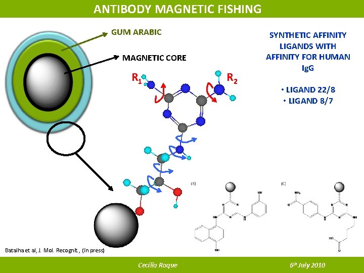 ANTIBODY MAGNETIC FISHING GUM ARABIC MAGNETIC CORE R 1 R 2 SYNTHETIC AFFINITY LIGANDS