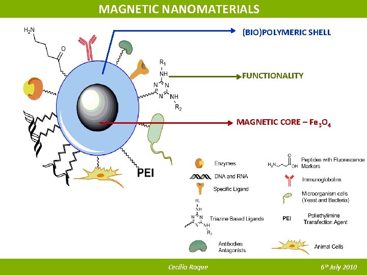 MAGNETIC NANOMATERIALS (BIO)POLYMERIC SHELL FUNCTIONALITY MAGNETIC CORE – Fe 3 O 4 Cecília Roque