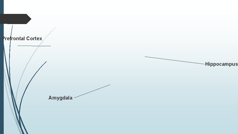 Prefrontal Cortex Hippocampus Amygdala 