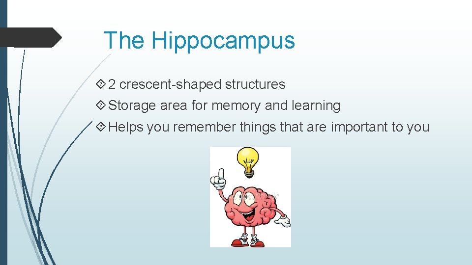 The Hippocampus 2 crescent-shaped structures Storage area for memory and learning Helps you remember