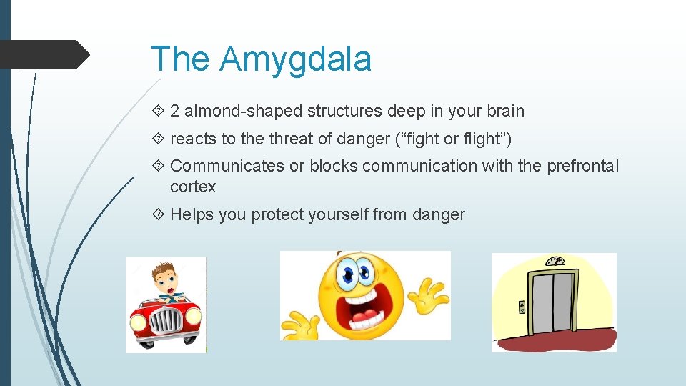 The Amygdala 2 almond-shaped structures deep in your brain reacts to the threat of