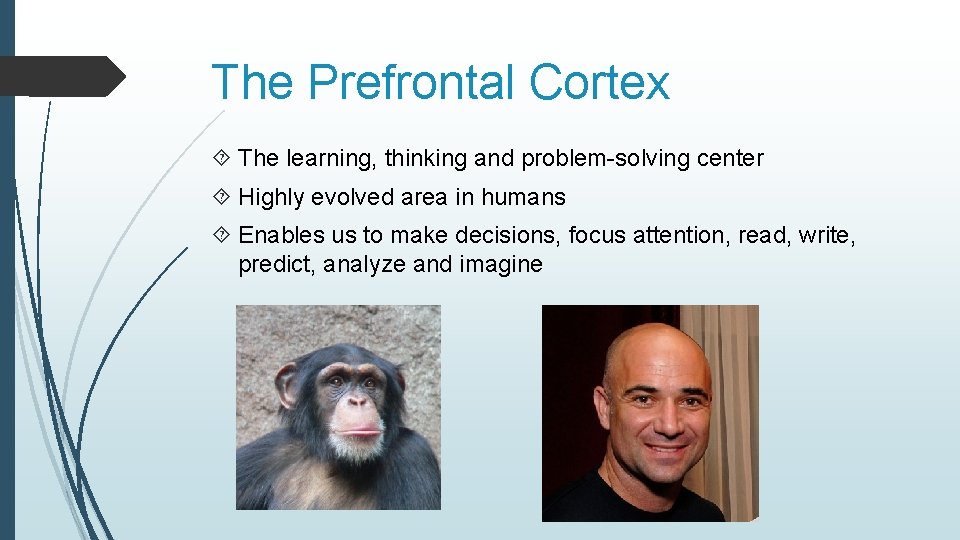 The Prefrontal Cortex The learning, thinking and problem-solving center Highly evolved area in humans