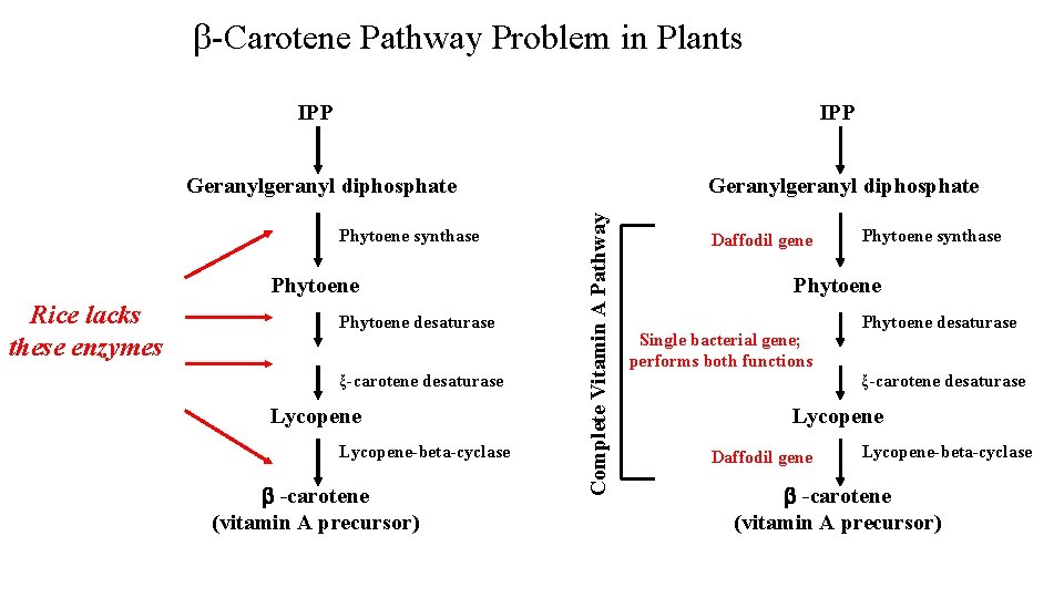  -Carotene Pathway Problem in Plants IPP Geranylgeranyl diphosphate Phytoene synthase Phytoene Rice lacks