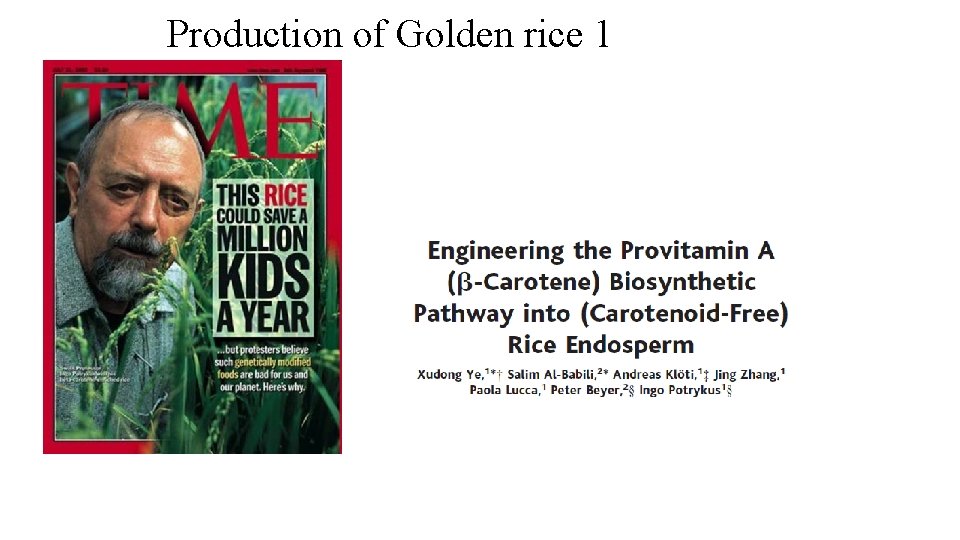 Production of Golden rice 1 