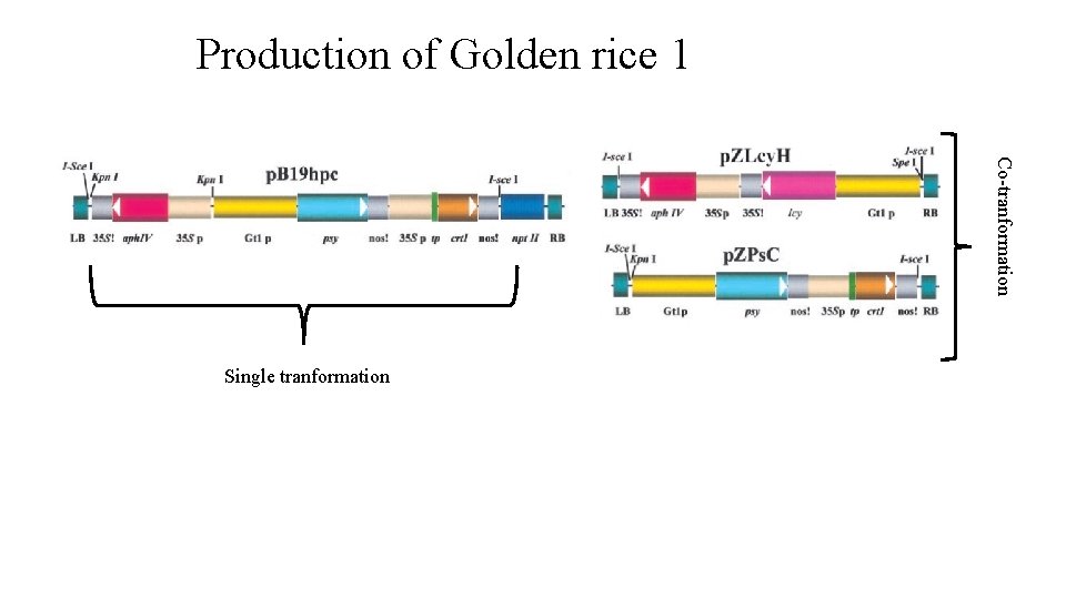 Production of Golden rice 1 Co-tranformation Single tranformation 