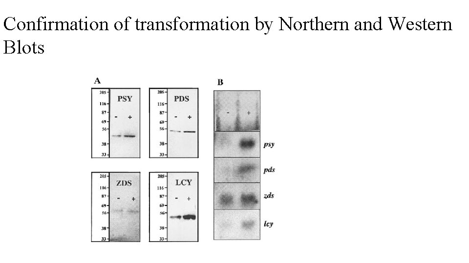 Confirmation of transformation by Northern and Western Blots 