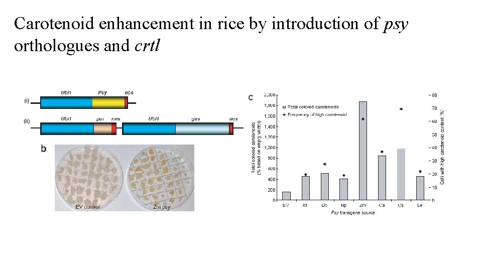 Carotenoid enhancement in rice by introduction of psy orthologues and crtl 