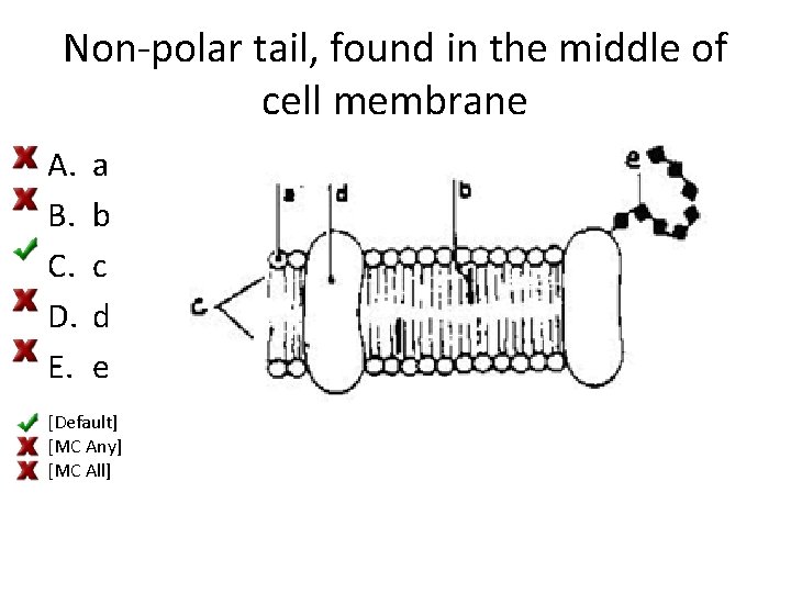 Non-polar tail, found in the middle of cell membrane A. B. C. D. E.