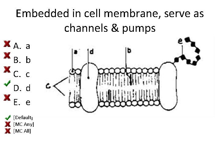 Embedded in cell membrane, serve as channels & pumps A. B. C. D. E.