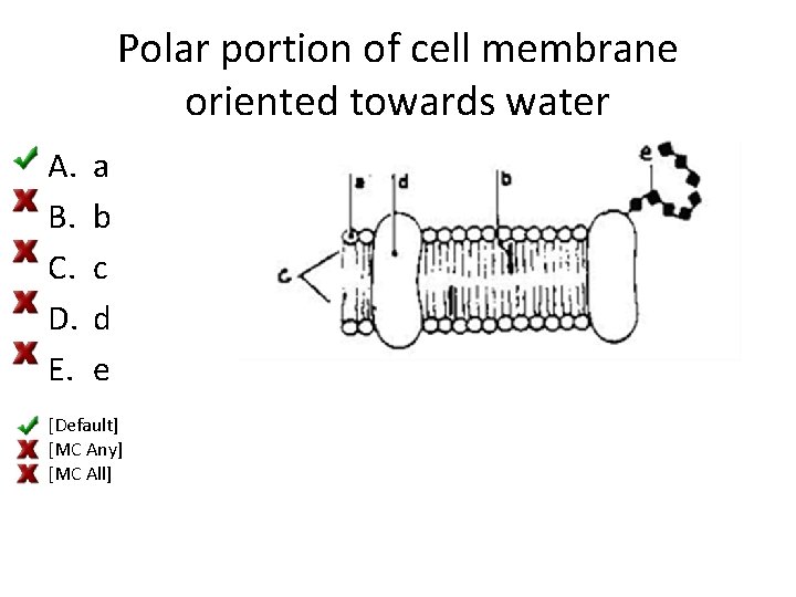 Polar portion of cell membrane oriented towards water A. B. C. D. E. a