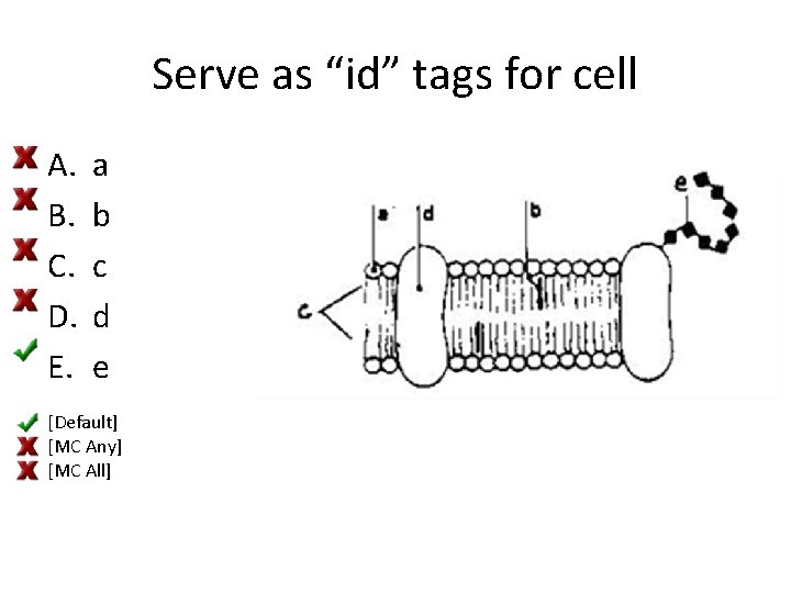 Serve as “id” tags for cell A. B. C. D. E. a b c