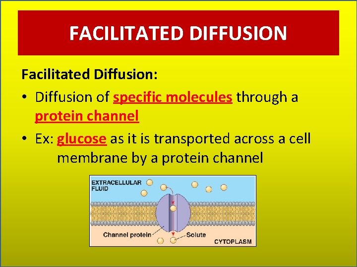 FACILITATED DIFFUSION Facilitated Diffusion: • Diffusion of specific molecules through a protein channel •
