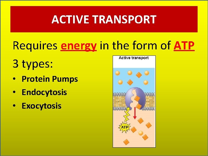 ACTIVE TRANSPORT Requires energy in the form of ATP 3 types: • Protein Pumps