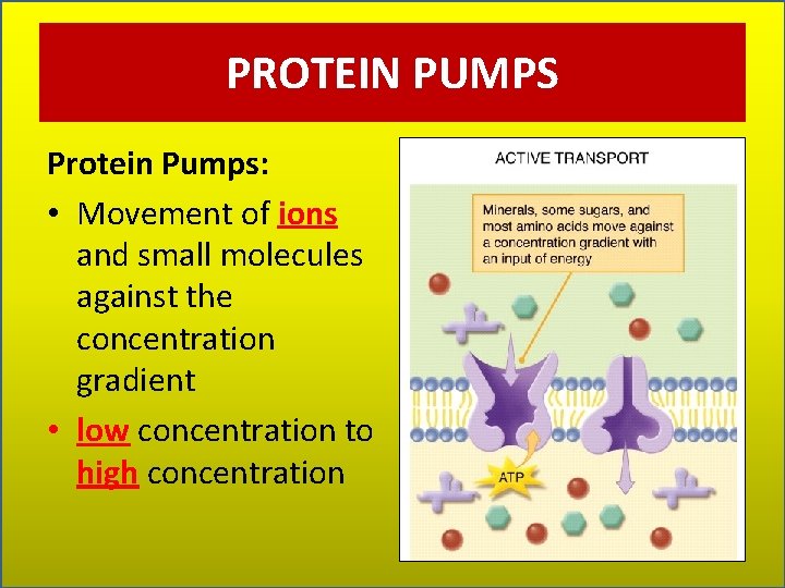 PROTEIN PUMPS Protein Pumps: • Movement of ions and small molecules against the concentration