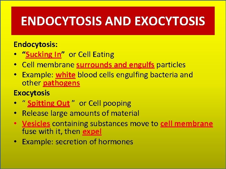 ENDOCYTOSIS AND EXOCYTOSIS Endocytosis: • “Sucking In” or Cell Eating • Cell membrane surrounds