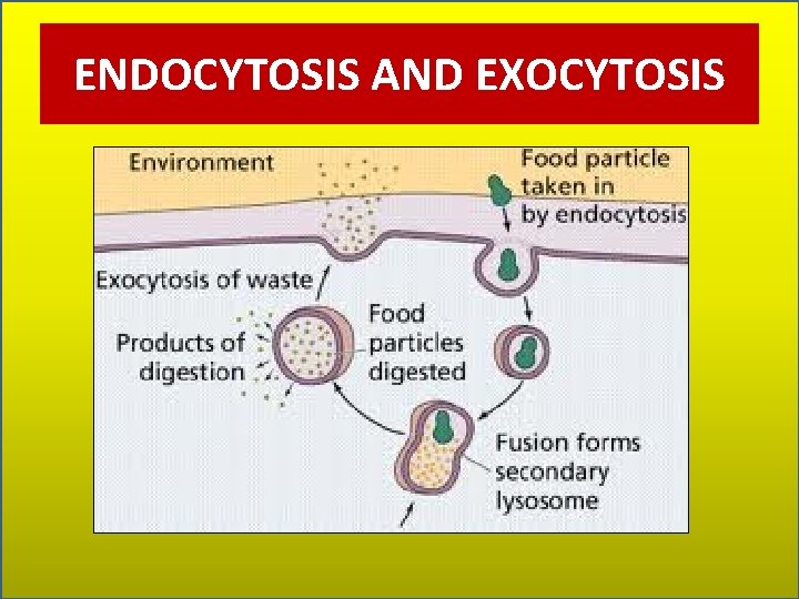 ENDOCYTOSIS AND EXOCYTOSIS 