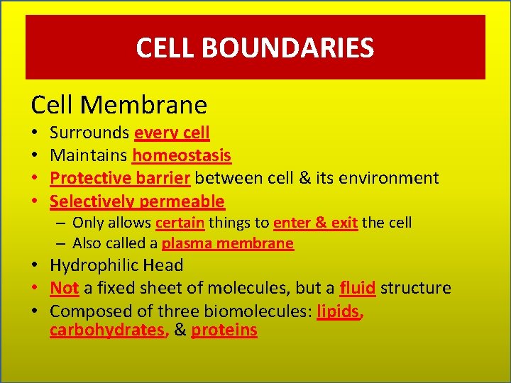 CELL BOUNDARIES Cell Membrane • • Surrounds every cell Maintains homeostasis Protective barrier between