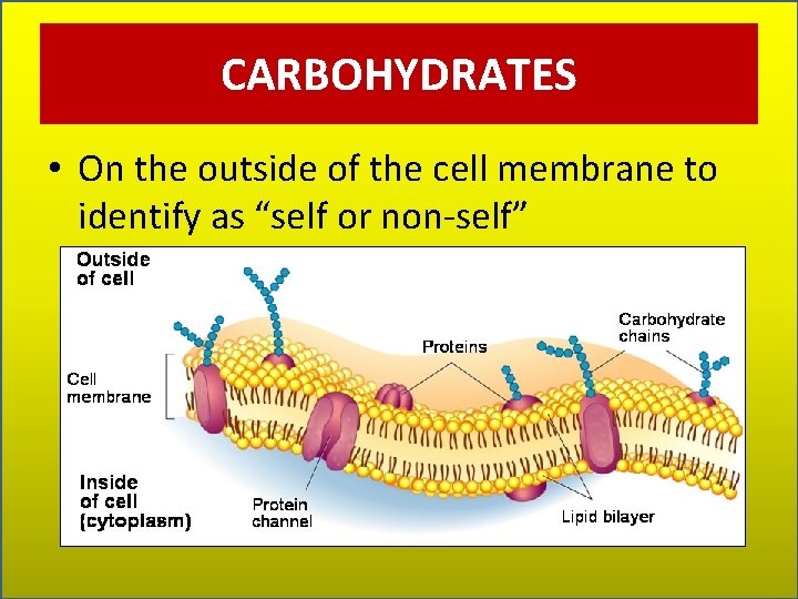 CARBOHYDRATES • On the outside of the cell membrane to identify as “self or