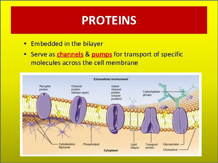 PROTEINS • Embedded in the bilayer • Serve as channels & pumps for transport
