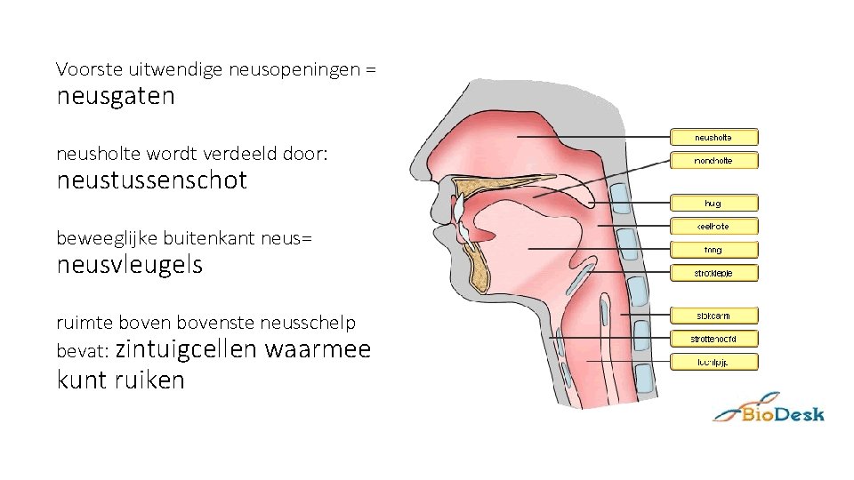 Voorste uitwendige neusopeningen = neusgaten neusholte wordt verdeeld door: neustussenschot beweeglijke buitenkant neus= neusvleugels