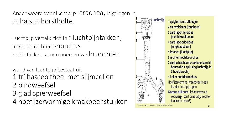 Ander woord voor luchtpijp= trachea, is gelegen in de hals en borstholte. Luchtpijp vertakt