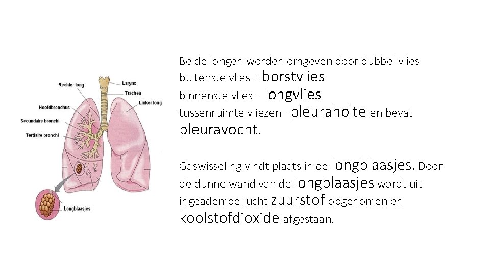 Beide longen worden omgeven door dubbel vlies buitenste vlies = borstvlies binnenste vlies =