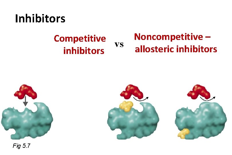 Inhibitors Noncompetitive – Competitive vs allosteric inhibitors Fig 5. 7 