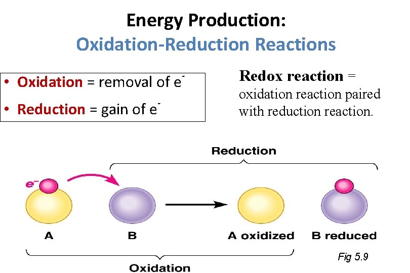 Energy Production: Oxidation-Reduction Reactions • Oxidation = removal of e • Reduction = gain