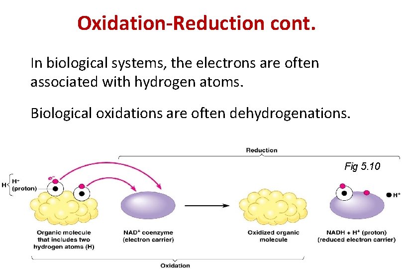 Oxidation-Reduction cont. In biological systems, the electrons are often associated with hydrogen atoms. Biological