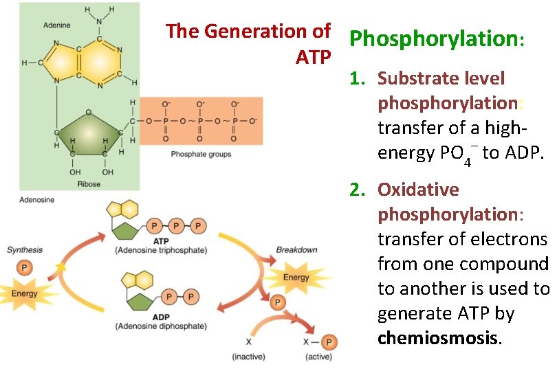 The Generation of Phosphorylation: ATP 1. Substrate level phosphorylation: transfer of a highenergy PO