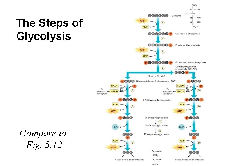 The Steps of Glycolysis Compare to Fig. 5. 12 