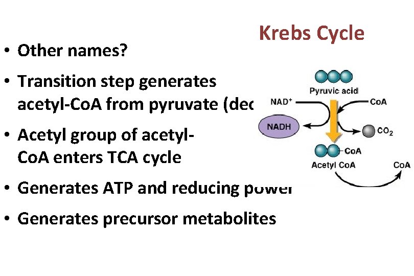  • Other names? Krebs Cycle • Transition step generates acetyl-Co. A from pyruvate