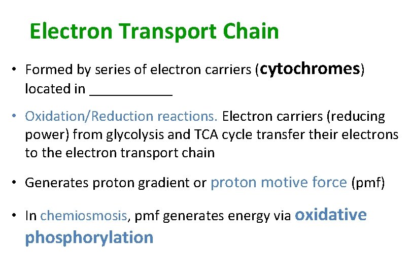 Electron Transport Chain • Formed by series of electron carriers (cytochromes) located in ______