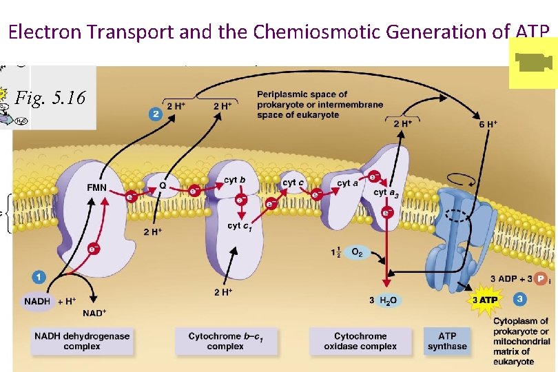 Electron Transport and the Chemiosmotic Generation of ATP Fig. 5. 16 