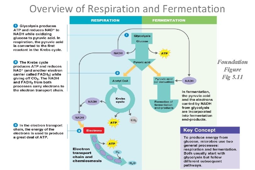 Overview of Respiration and Fermentation Foundation Figure Fig 5. 11 