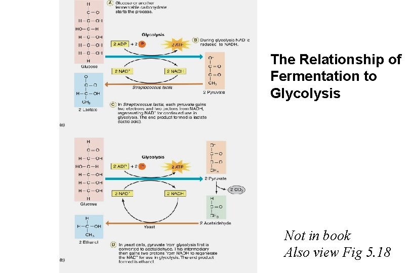 The Relationship of Fermentation to Glycolysis Not in book Also view Fig 5. 18